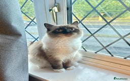 Siberian cats for sale: Daisy, - Image 4