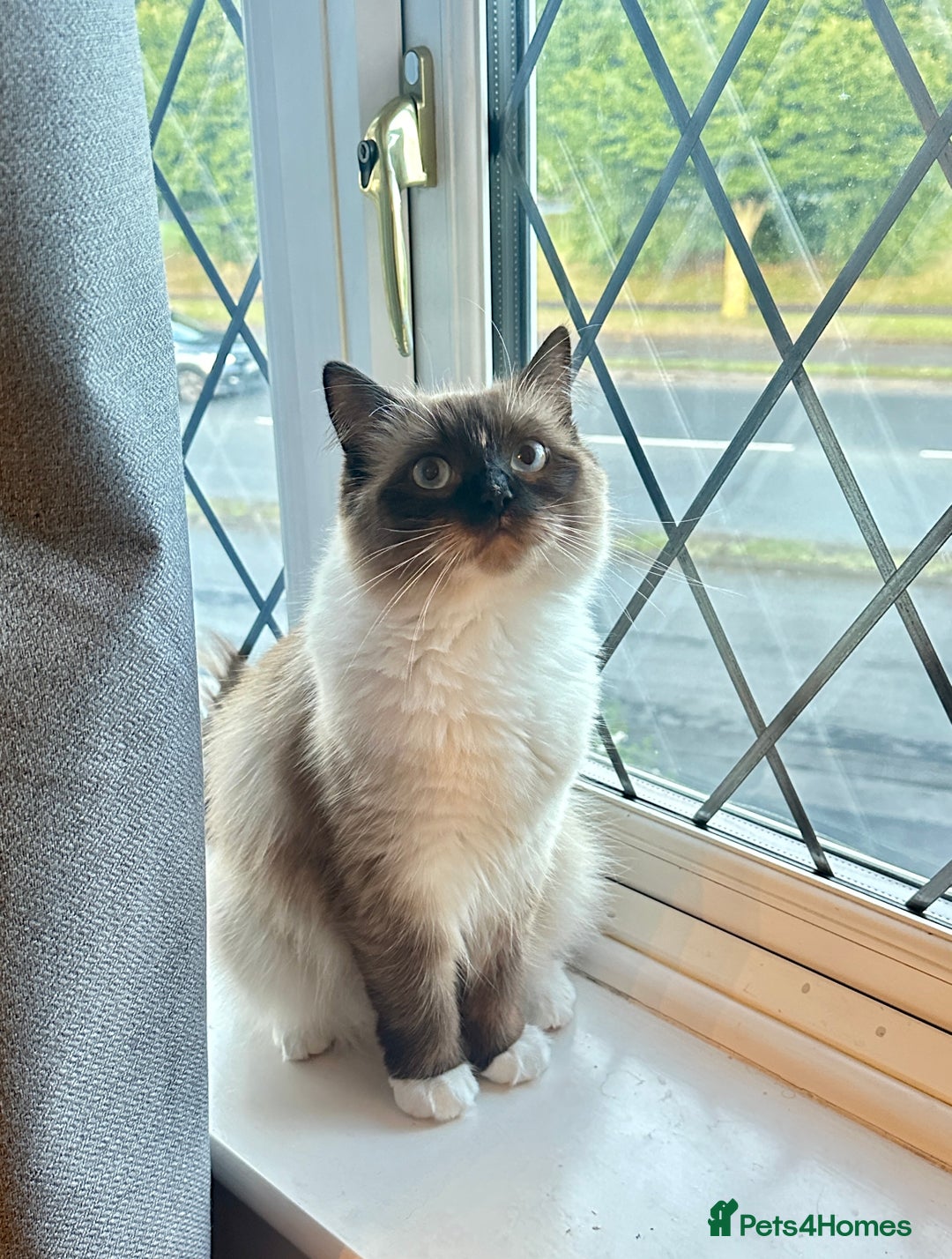 Siberian cats for sale: Daisy, - Image 4