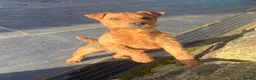 Lakeland Terrier dogs for sale: Working Type Lakeland Dog  - Advert 3