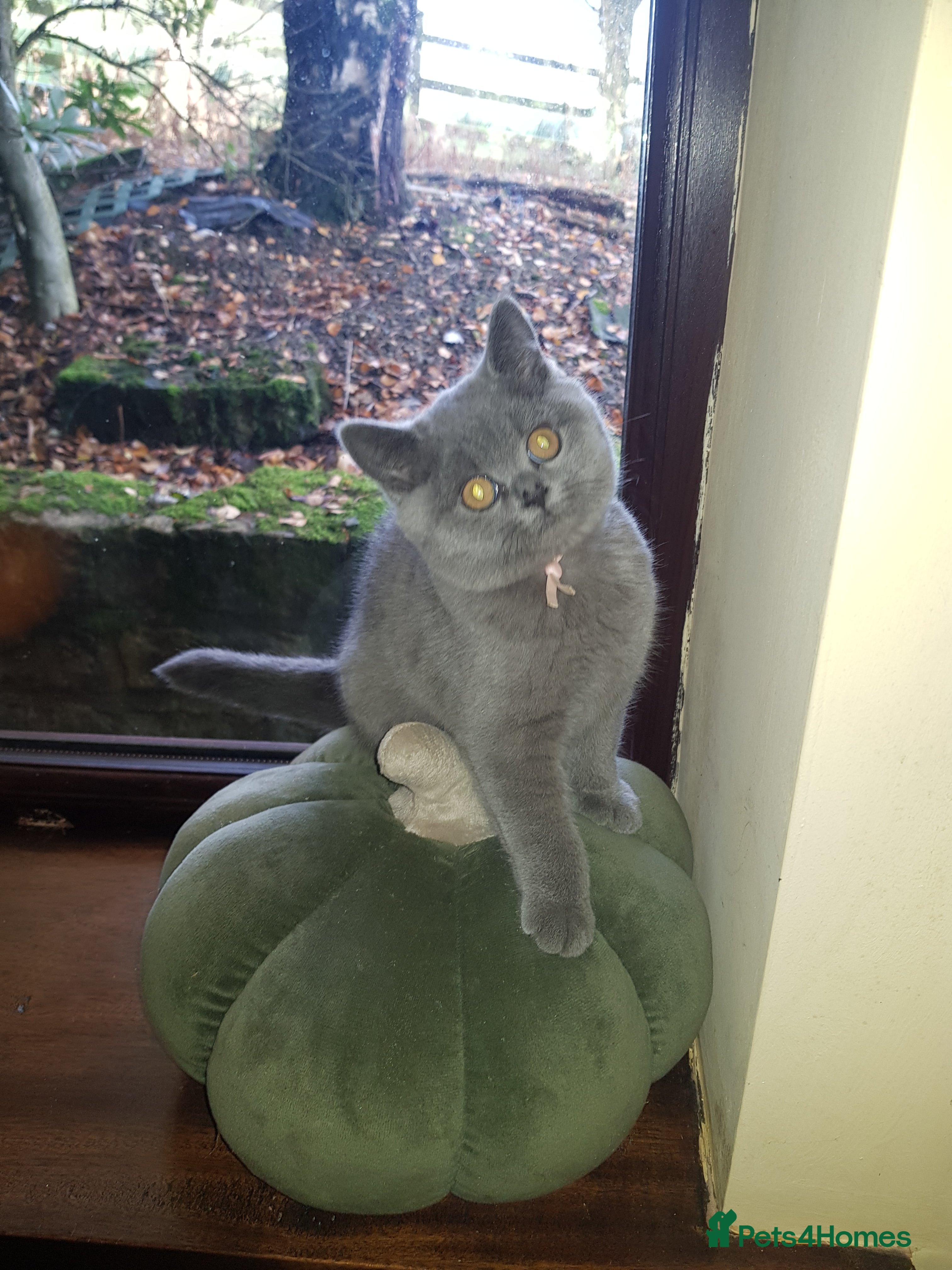 British Shorthair cats BSH blue Pedigree kittens - Advert 11