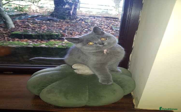 British Shorthair cats - Advert 3