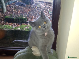 British Shorthair cats - Advert 4
