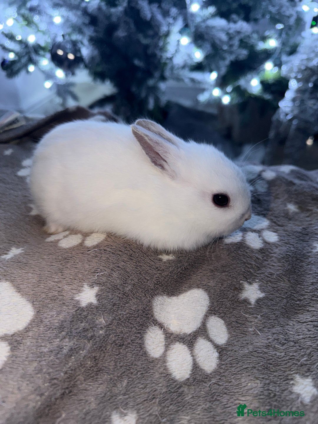 Netherland Dwarf rabbits for sale: 7 netherland dwarf baby bunnies  - Advert 12