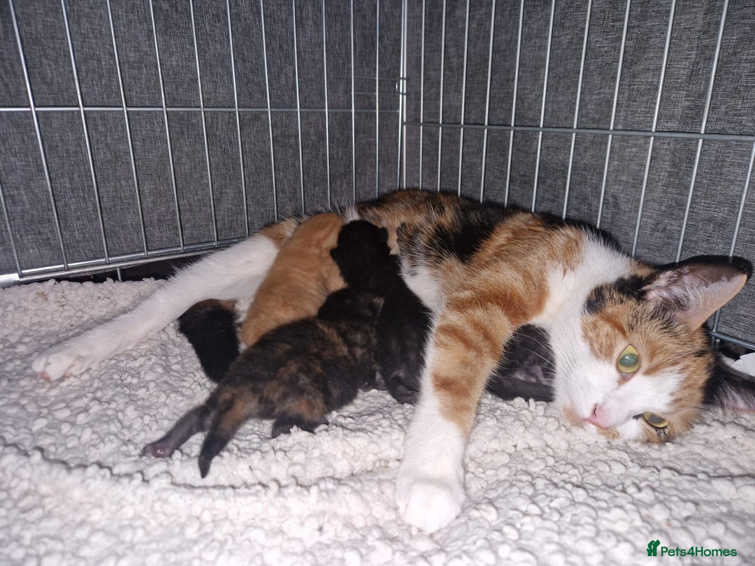 Mixed Breed cats for sale: Beautiful litter of kittens - Image 22