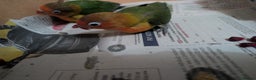 Lovebirds birds for sale: Hand Reared New Born Love Birds - Advert 2