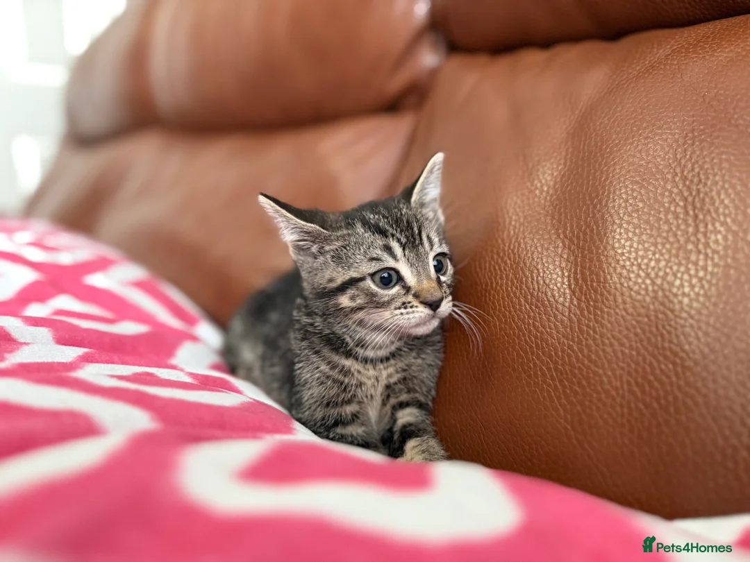 Mixed Breed cats for sale: Mixed Bengal and tabby cats  - Advert 22