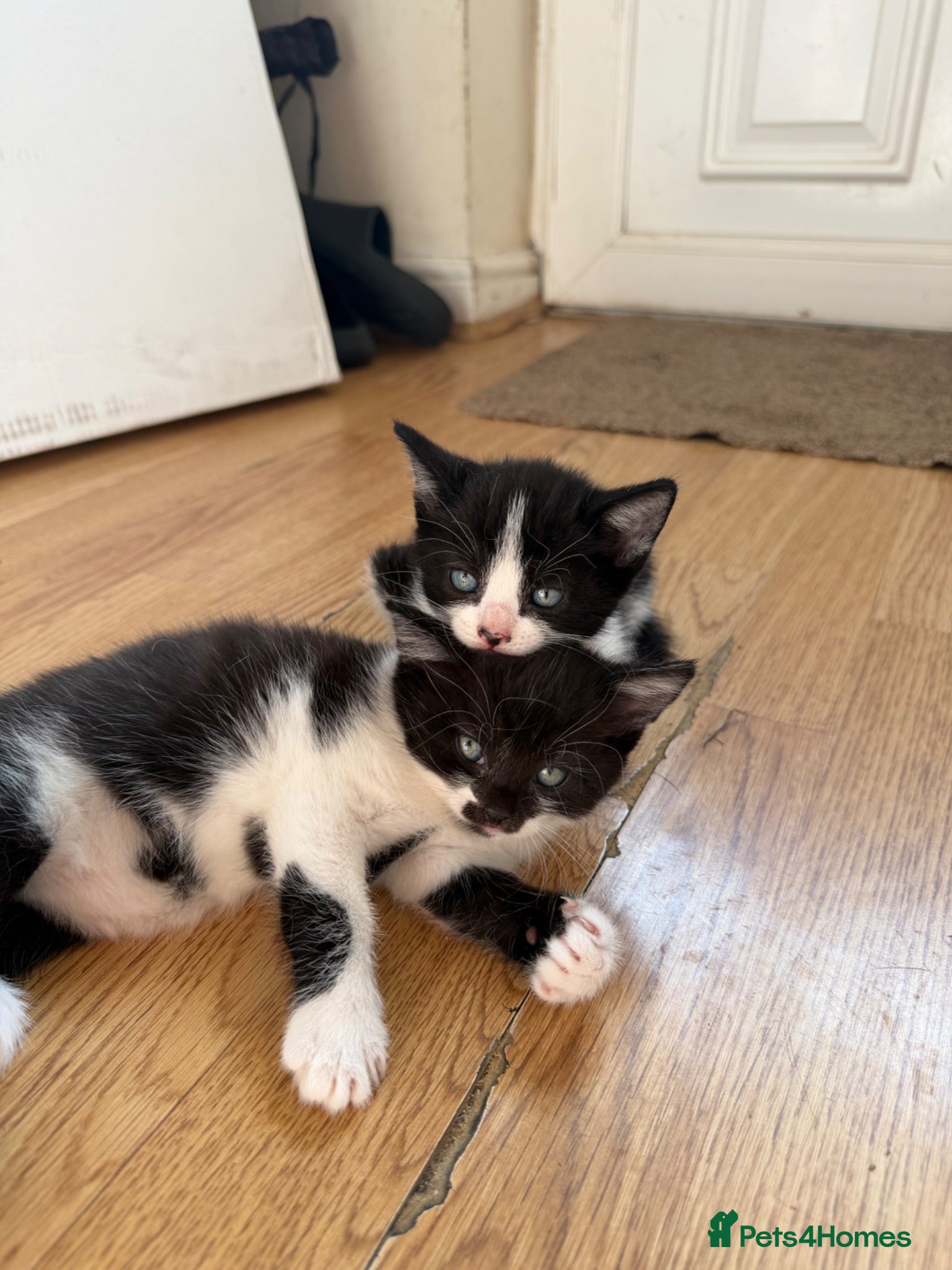 Mixed Breed cats Only 2 black&white girls left. Ready to leave. - Advert 1