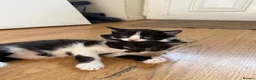 Mixed Breed cats for sale: 4 gorgeous kittens ready for new home♥️💙 - Advert 3