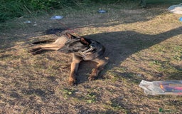 Belgian Shepherd Dog dogs for stud: Belgian Malinois x American Akita for Stud - Image 7