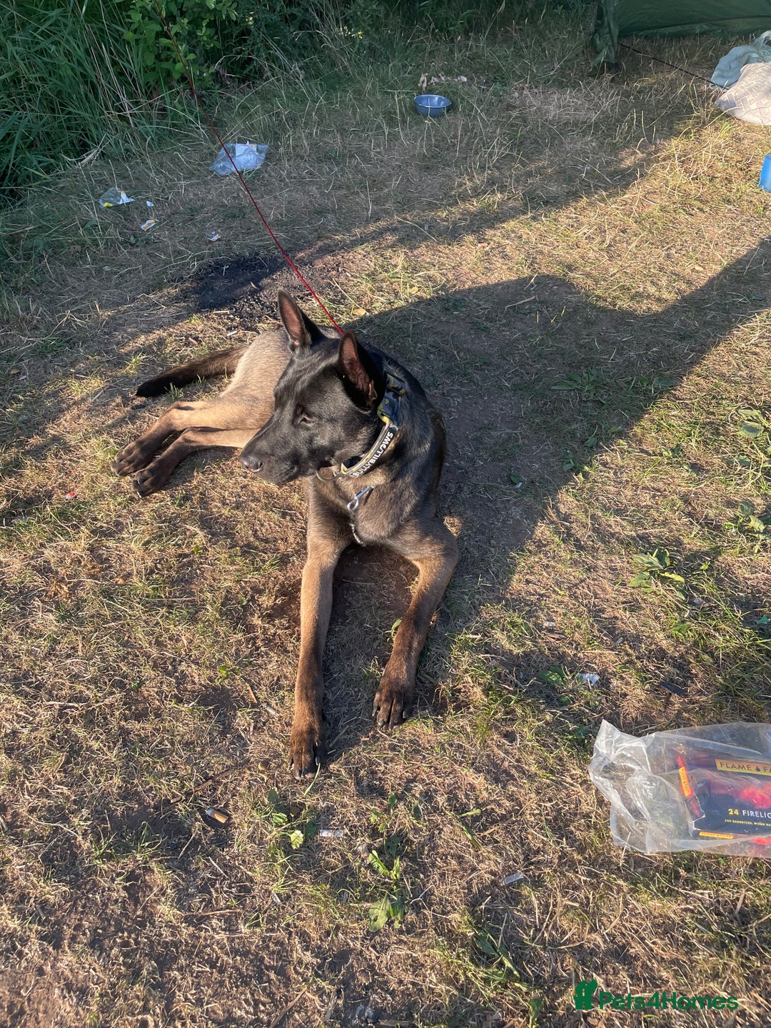Belgian Shepherd Dog dogs for stud: Belgian Malinois x American Akita for Stud - Image 7