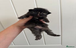 Persian cats for sale: Pure persian kittens - Advert 3