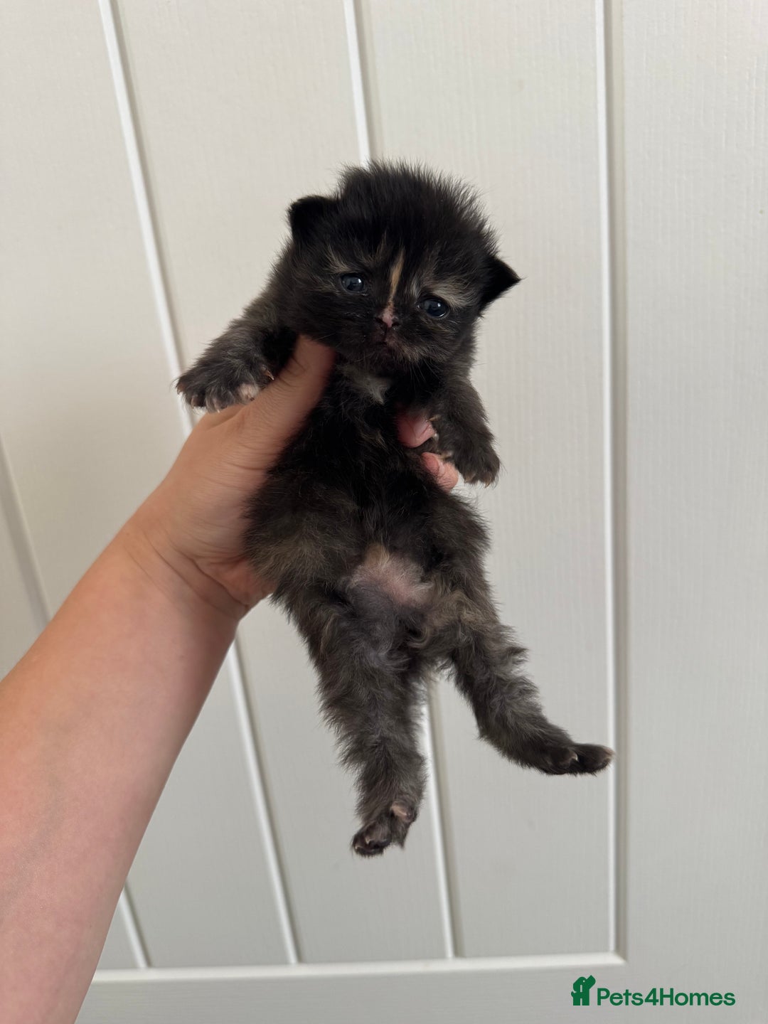 Persian cats for sale: Pure persian kittens - Advert 3