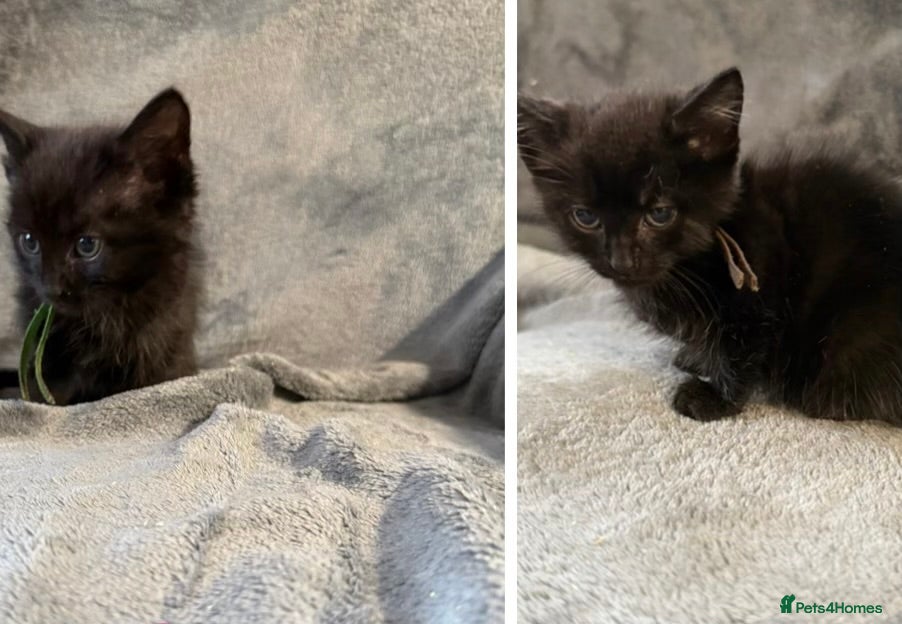 Mixed Breed cats Last 2 girls remaining ready to leave now  - Advert 14