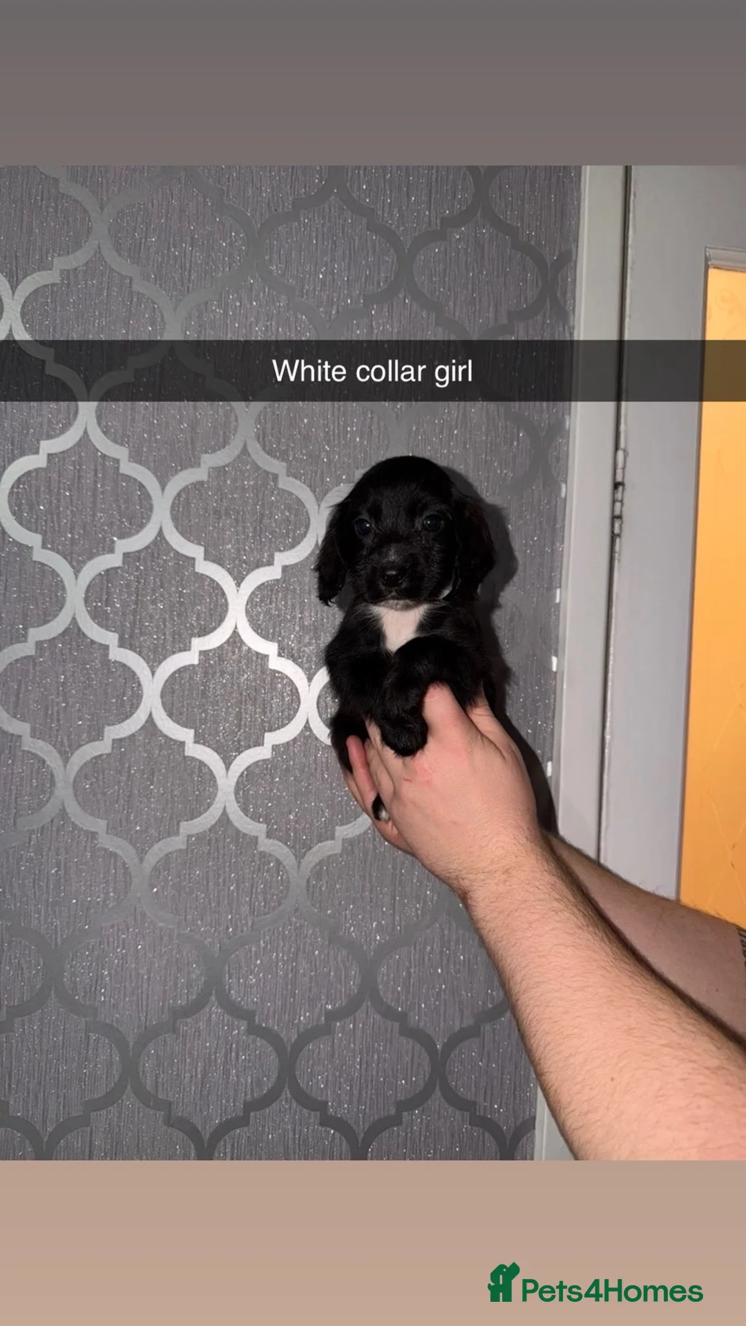 Cocker Spaniel dogs for sale: Beautiful cocker spaniel puppy’s for sale  - Advert 4