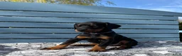 Dobermann dogs for sale: Champion lines, Health tested - Advert 4