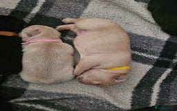 French Bulldog dogs for sale: French bulldog puppies - Image 4