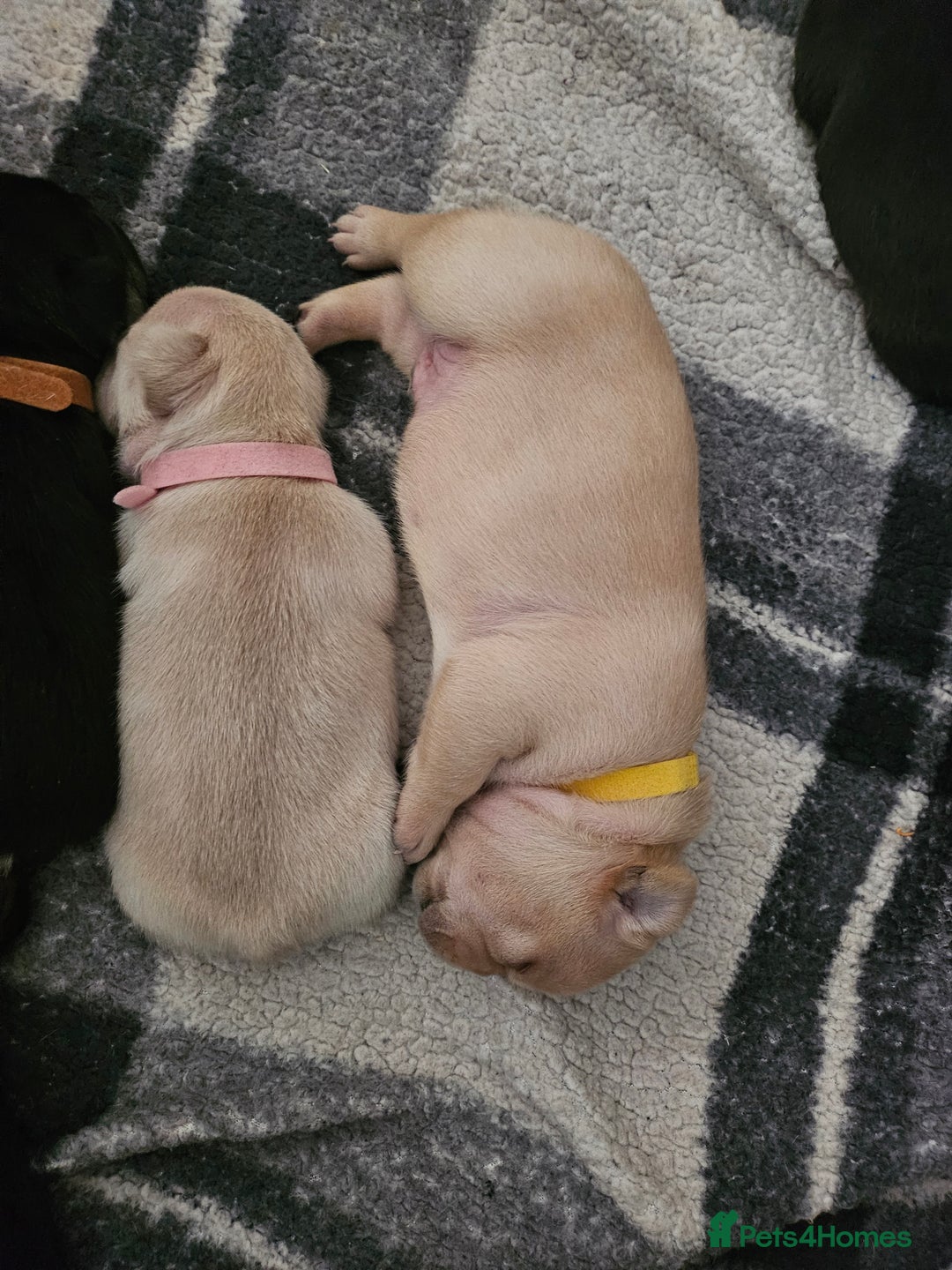French Bulldog dogs for sale: French bulldog puppies - Image 4