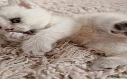 British Shorthair cats for sale: BSH 4 kittens ready for reservation  - Image 5