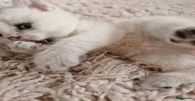 British Shorthair cats - Advert 6
