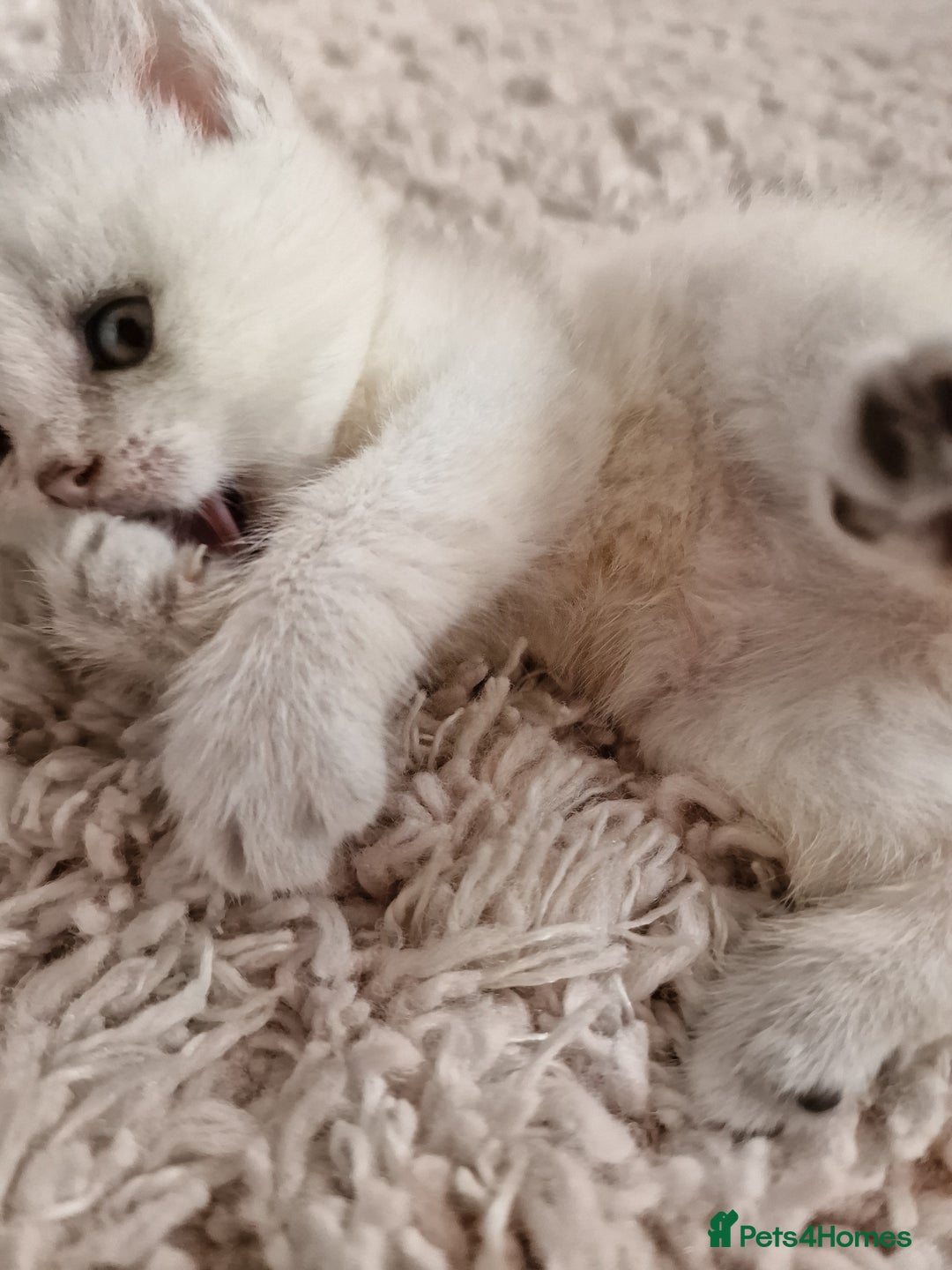 British Shorthair cats for sale: BSH 4 kittens ready for reservation  - Image 5