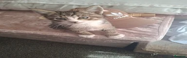 Male Tabby - Black Nose 