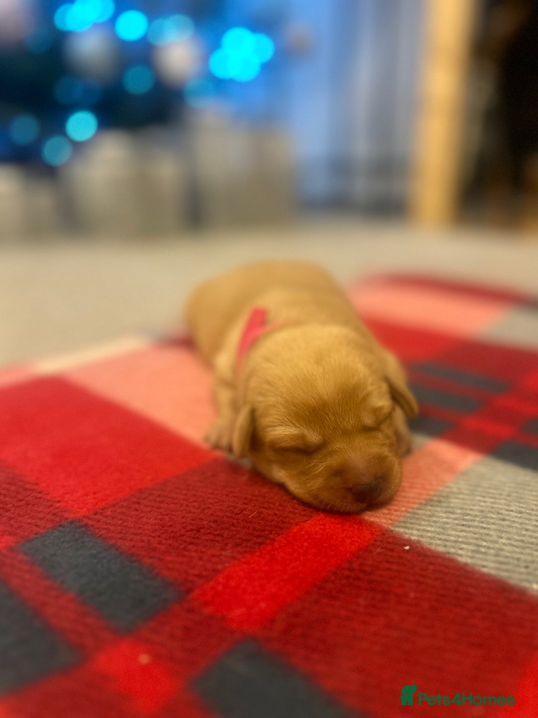 Labrador Retriever dogs for sale: Labrador puppies for sale  - Advert 14