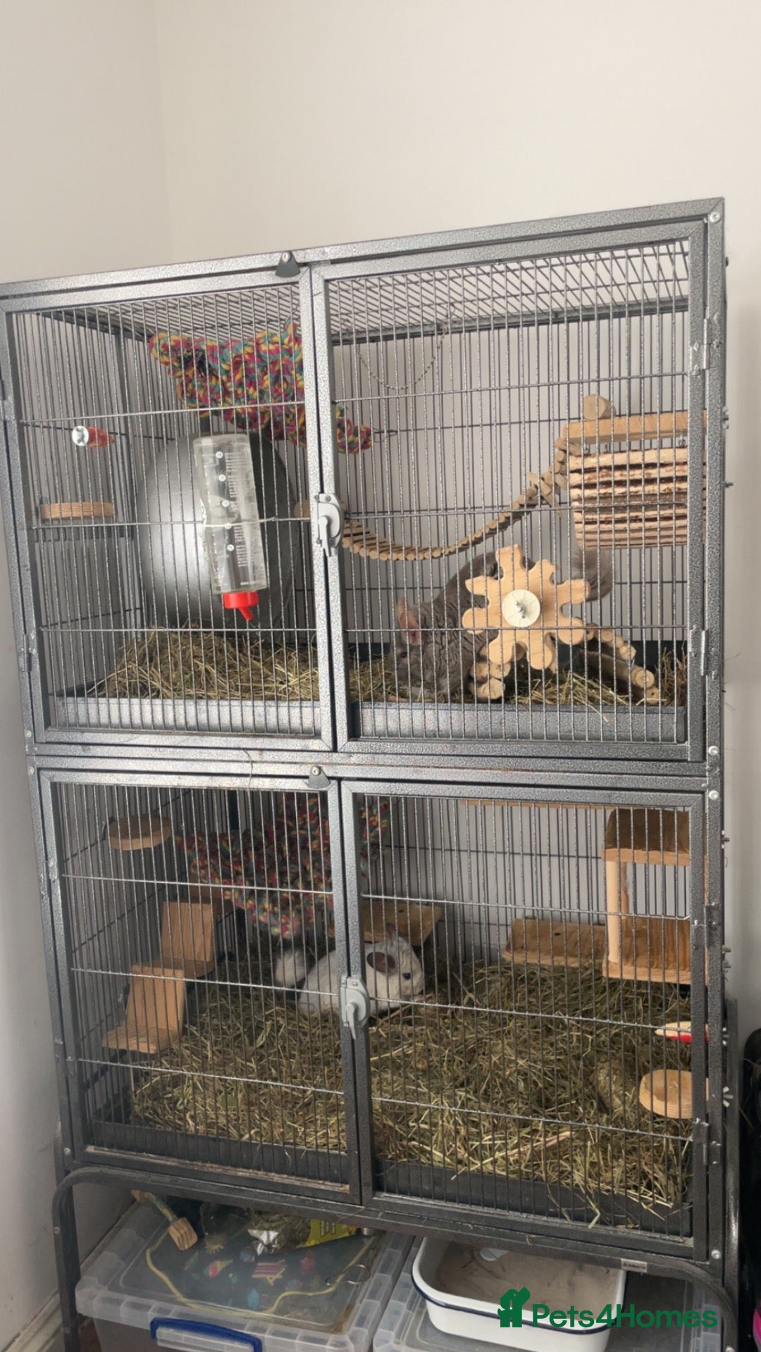 Chinchilla rodents Chinchilla chin pair male cage accessories rodent - Advert 13