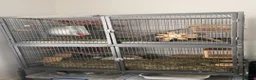Chinchilla rodents for sale: Chinchilla chin pair male cage accessories rodent in Hyde - Advert 1