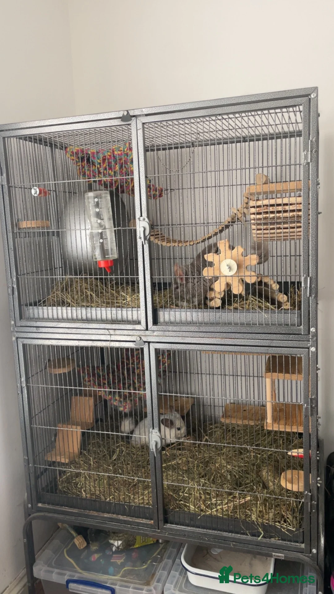 Chinchilla rodents for sale: Chinchilla chin pair male cage accessories rodent in Hyde - Advert 1