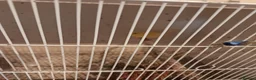 Canaries birds for sale: 5 unsexed canaries  - Advert 3