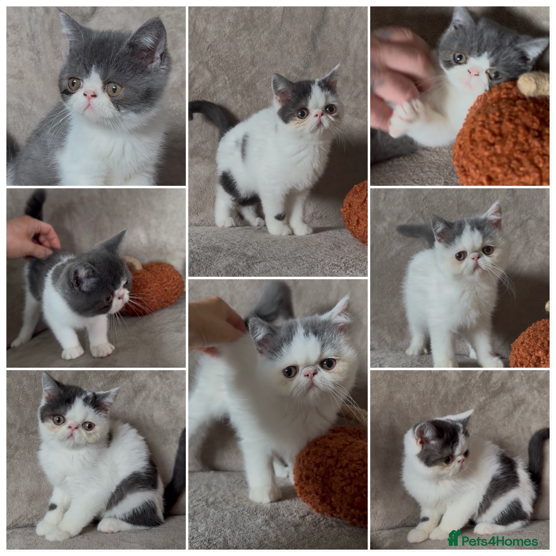 Exotic cats for sale: Reduced ready to leave  - Advert 1