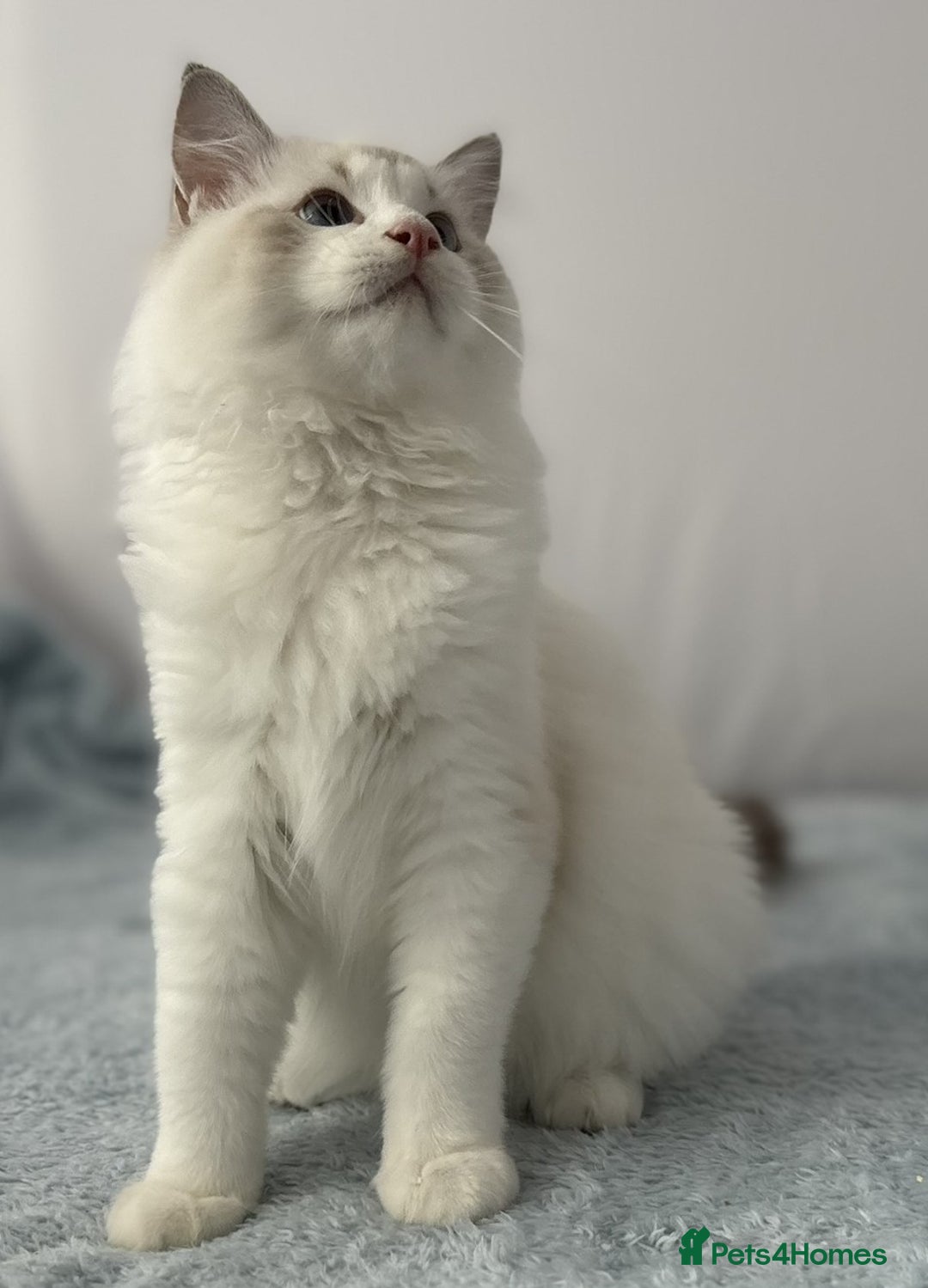 Ragdoll cats for sale: Playful Pedigree Ragdoll Kittens Available - Image 34