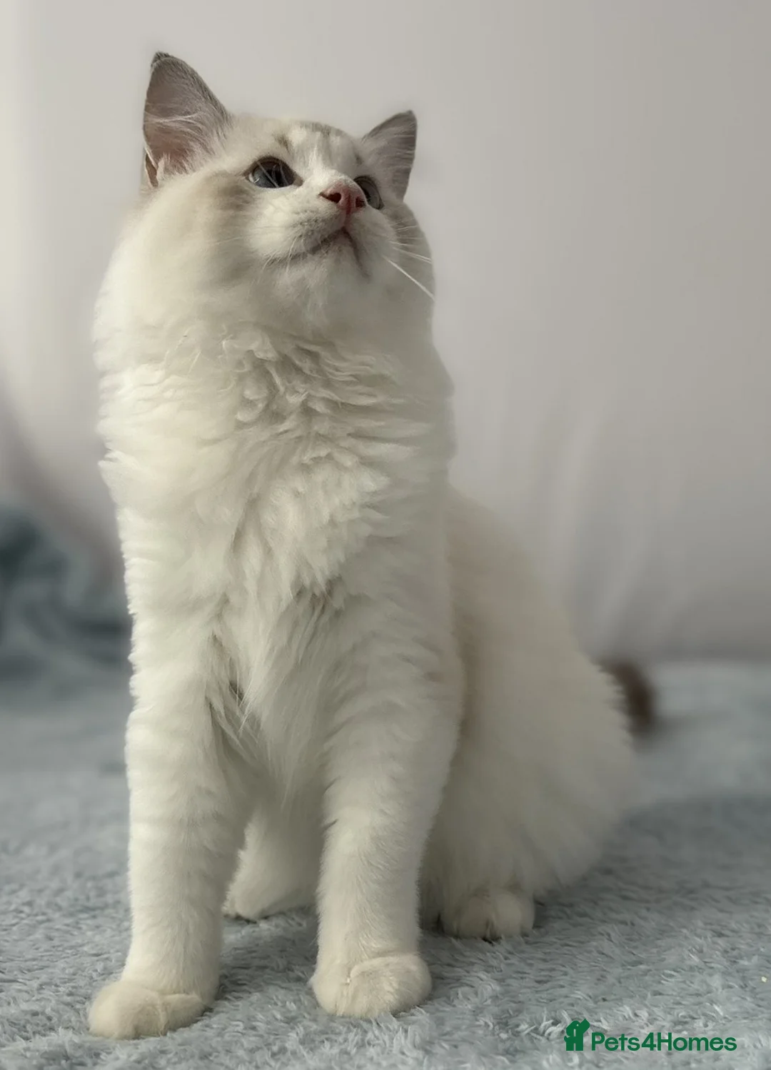 Ragdoll cats for sale: Two The last Boys Pedigree Ragdoll  Available - Advert 34