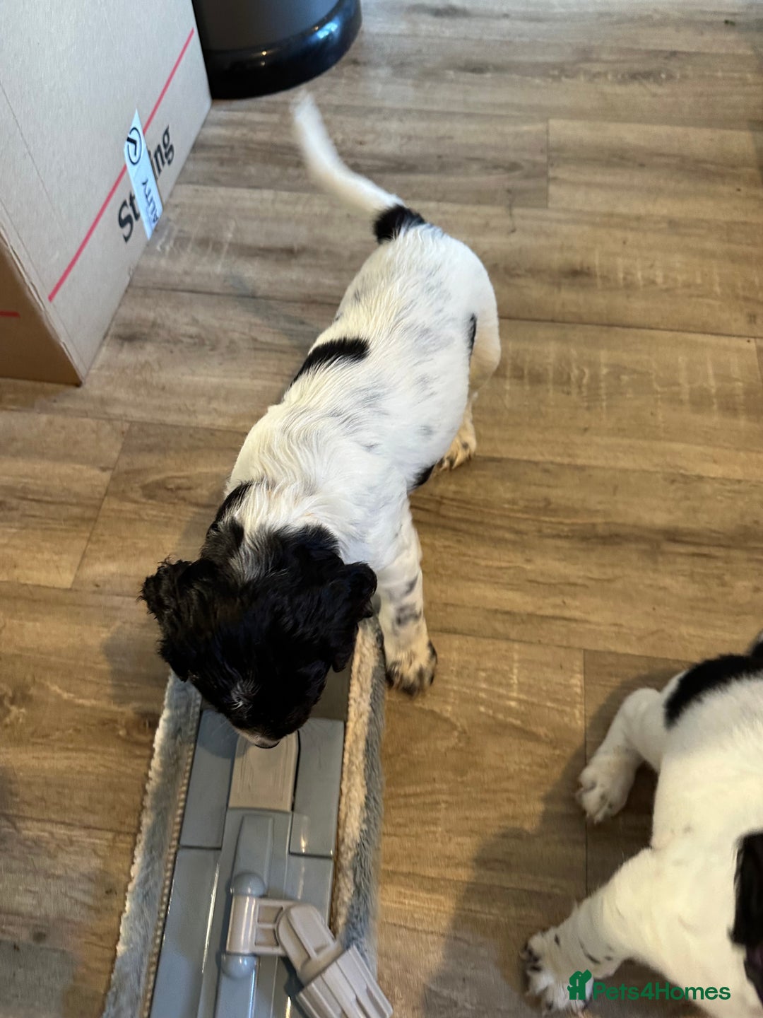 Sprocker dogs for sale: SPROCKER PUPPIES FOR SALE - Advert 21