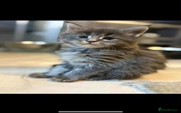 Maine Coon cats for sale: Blue And Blue And White Tabby’s - Image 10