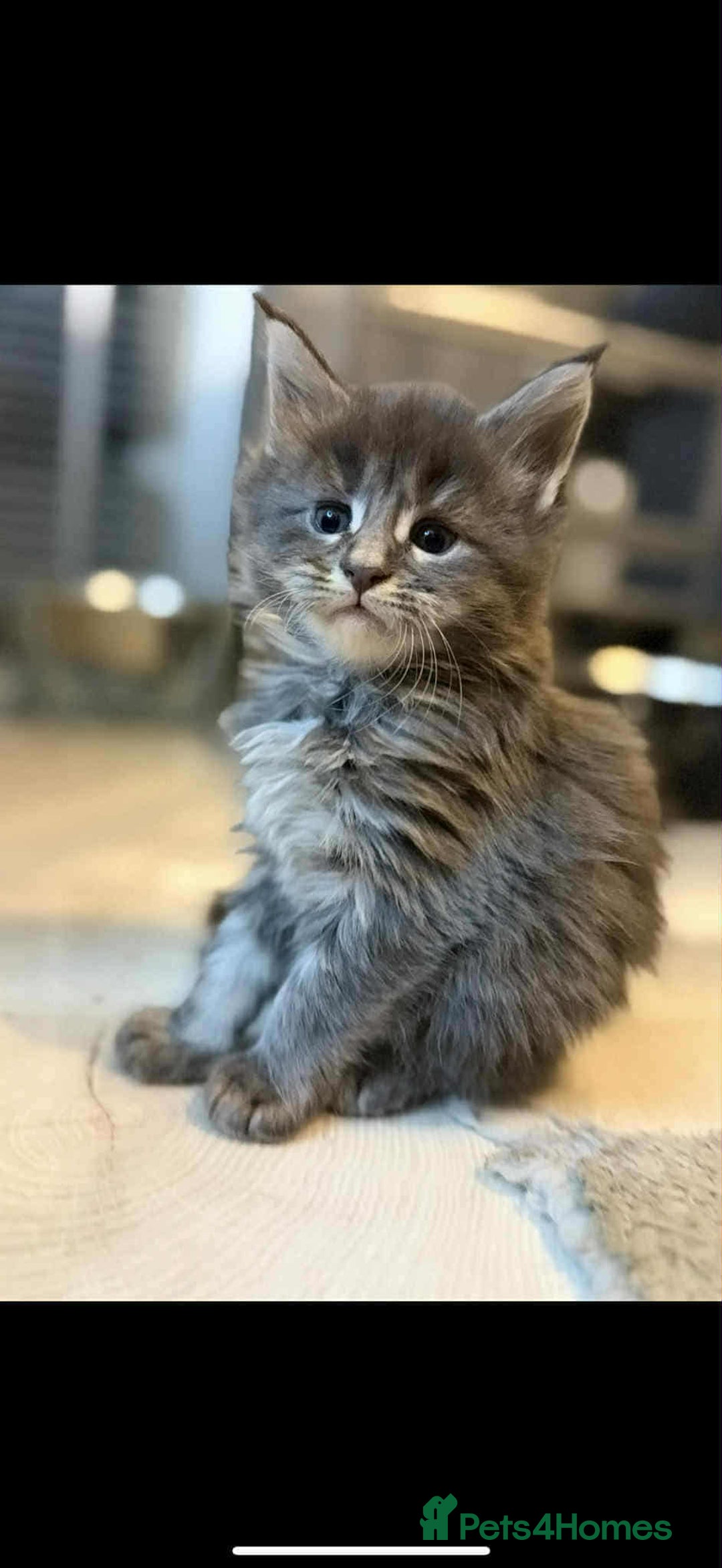 Maine Coon cats for sale: Blue And Blue And White Tabby’s - Image 10