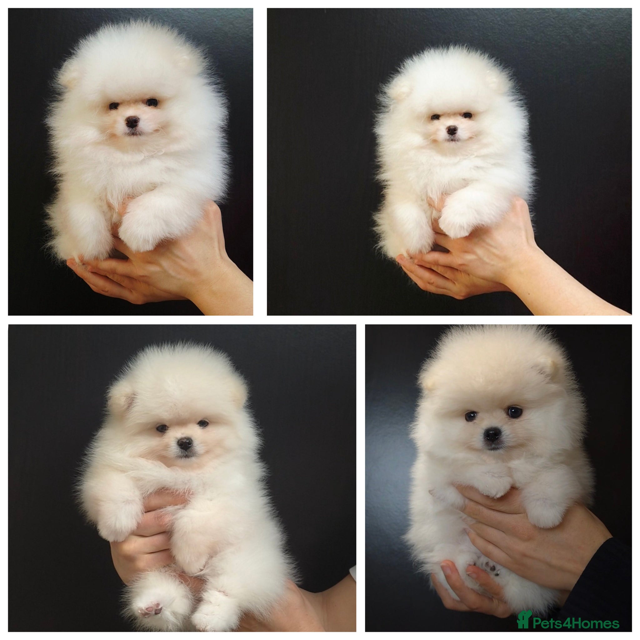 Pomeranian dogs Quality Pomeranian Puppies Chunky Teddy Bear Type - Advert 1