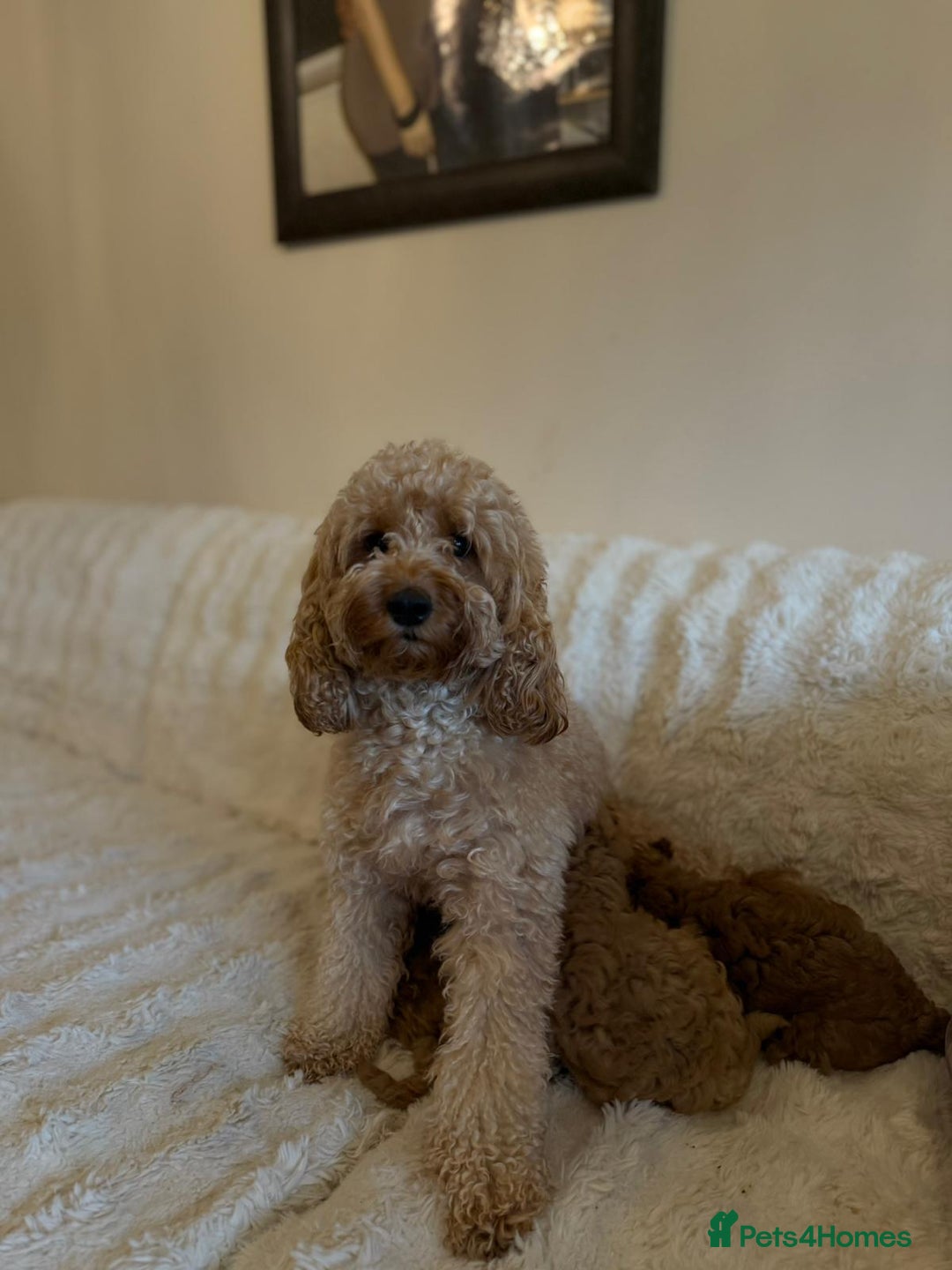 Cockapoo dogs for sale: Beautiful Cockapoo Puppies – Ready Soon! 🐶💛 - Image 3