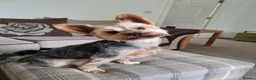 Yorkshire Terrier dogs for stud: KC Registered-Toy Yorkshire Terrier  in Chorley - Advert 4