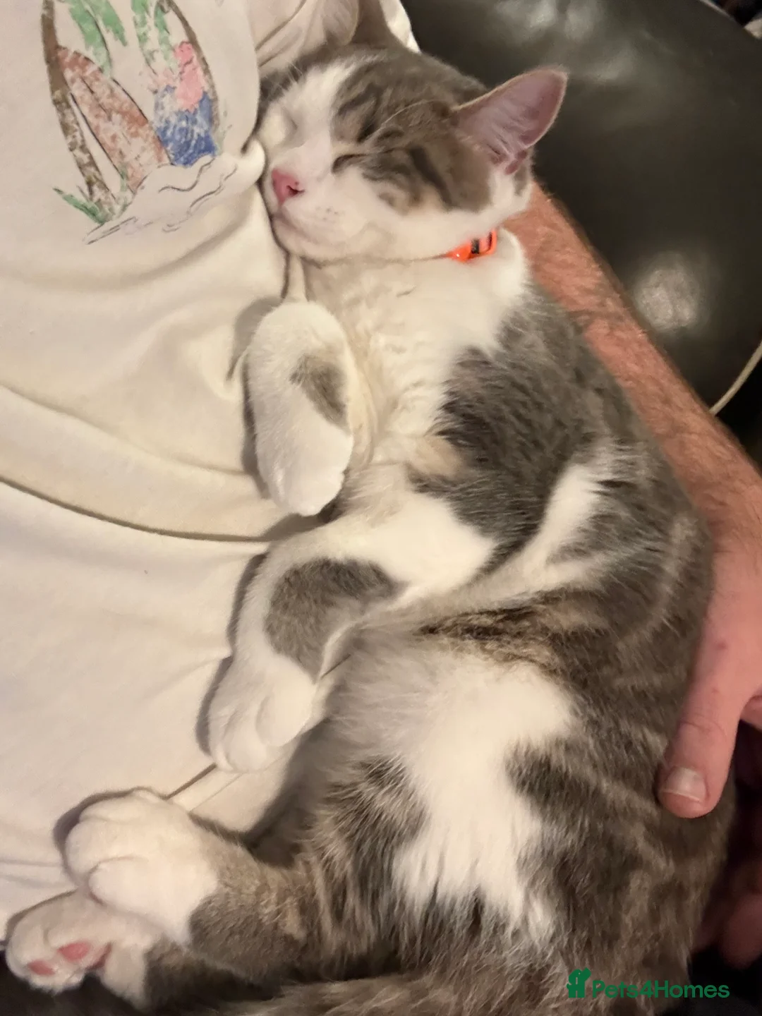 Domestic Shorthair cats for sale: Male 8 months in need of forever home (see desc) - Advert 5