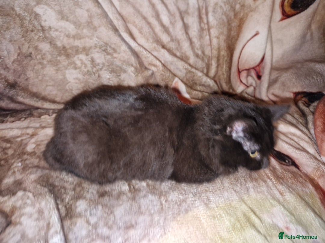 Mixed Breed cats for sale: Kittens for sale  - Advert 21