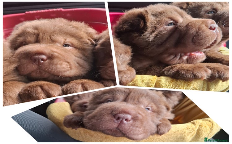Shar Pei dogs - Advert 4