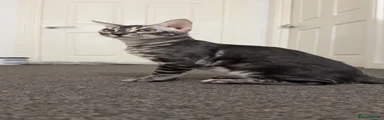 BENJI