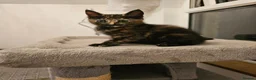 Mixed Breed cats for sale:  mix breed 3 girls  - Advert 11