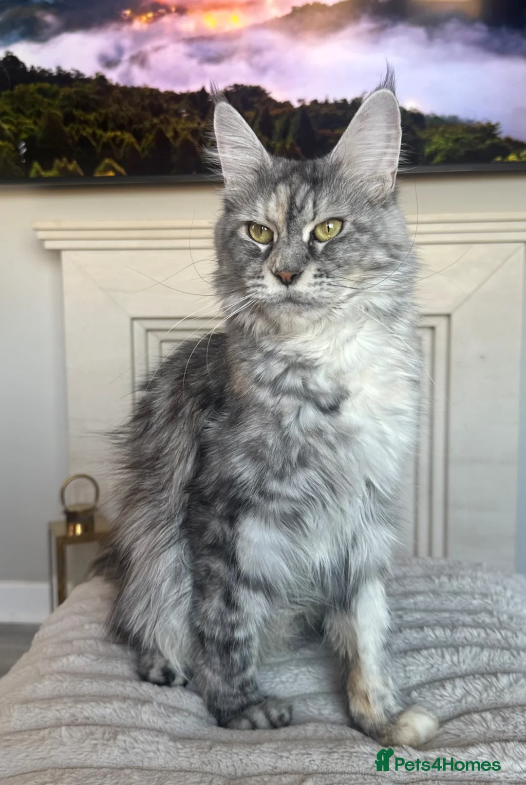 Maine Coon cats for sale: Maine coon kittens  - Advert 24