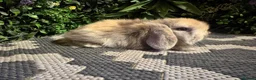 Mini Lop rabbits for sale: Superb pure bred mini lops available  - Advert 24
