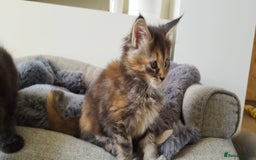 Maine Coon cats for sale: Tica pedigree kittens -ready for reservation  - Image 9