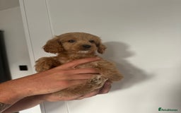 Cockapoo dogs for sale: cockapoo puppies  - Image 18