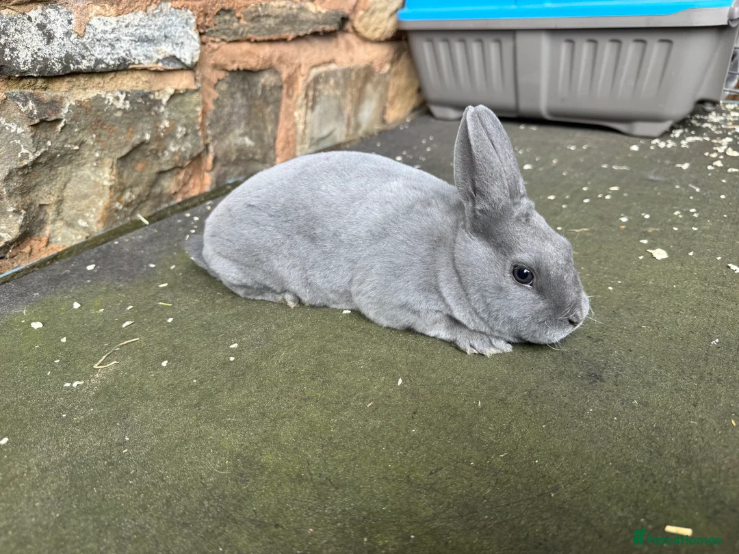 Rex rabbits for sale: Stunning baby blue mini Rex buck  - Advert 1