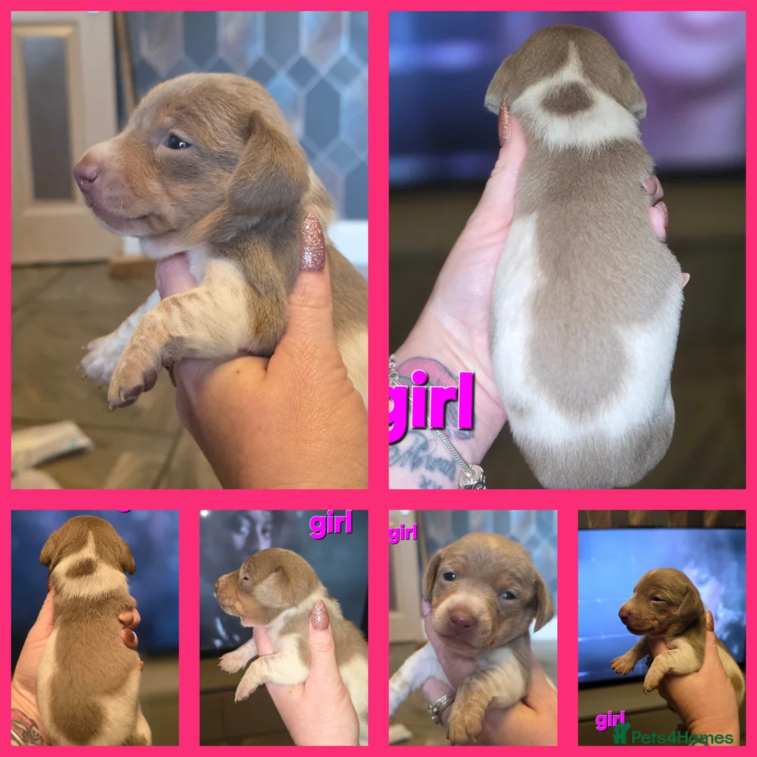 Dachshund dogs for sale: Minature Daschund babies - Advert 31